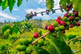 Ethiopia coffee growing regions 