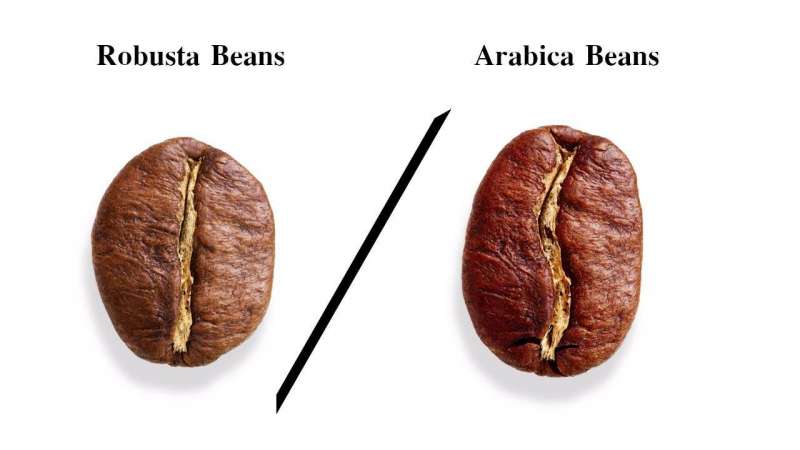 arabica vs robusta coffee